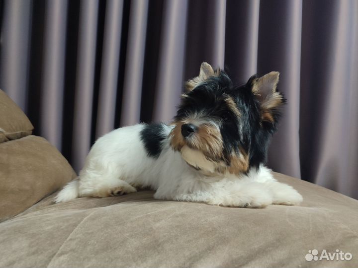 Бивер - мальчик