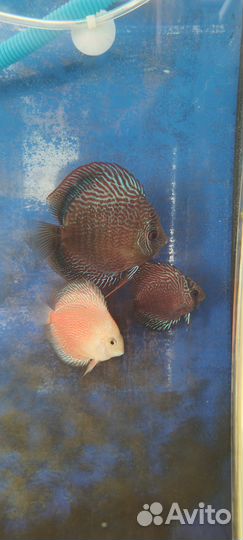 Дискусы, Аквариумные рыбки