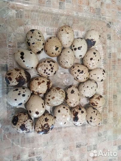 Яйца перепелиные инкубационное