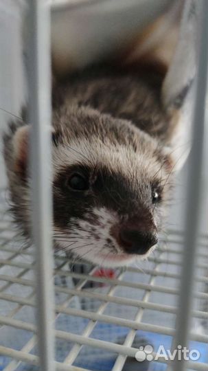 Хорек с клеткой