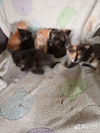 Кошки