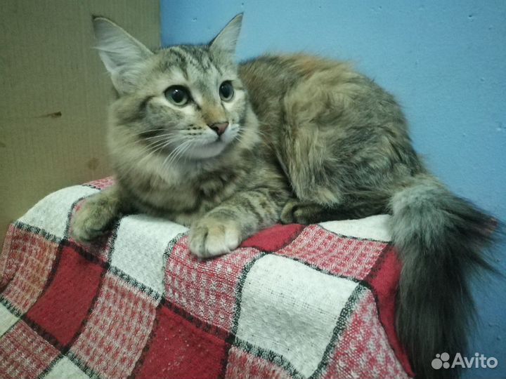 Кошка и Котик