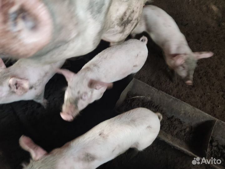 Поросята