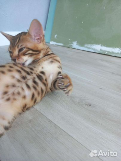 Бенгальские котята