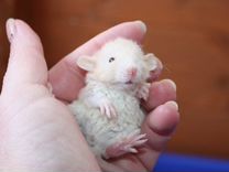 Крысята Дамбо Рекс с клеткой
