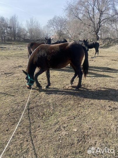 Продам жеребую кобылку