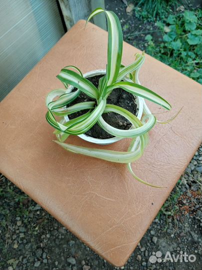 Хлорофитум