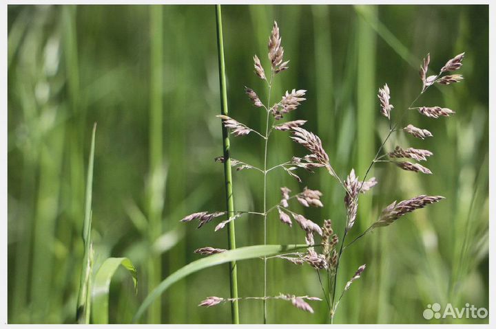 Семена мятлика лугового опт