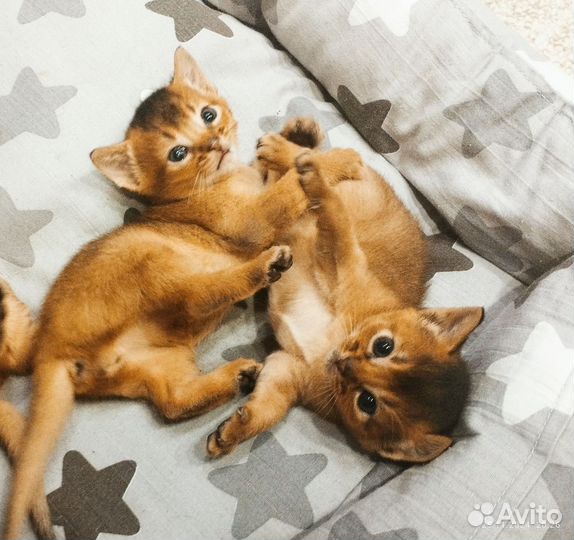 Аббисинские котята