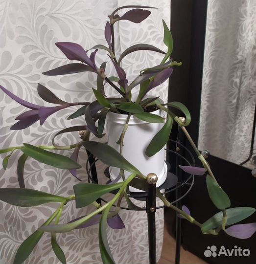 Традесканция