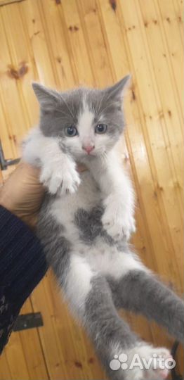 Котята