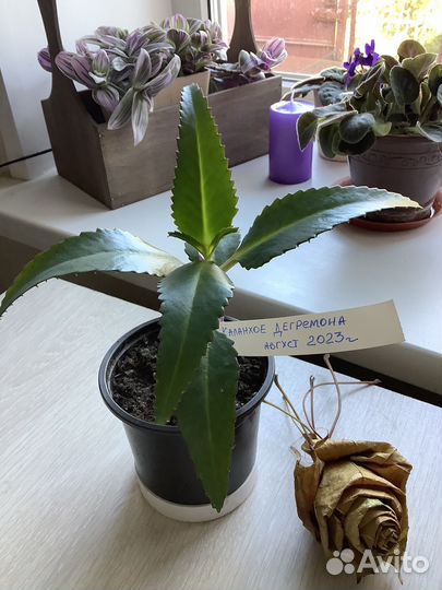 Каланхоэ лечебное