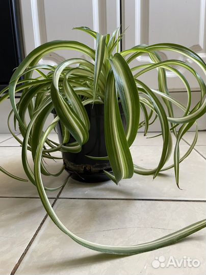 Хлорофитум