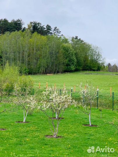 Требуются разнорабочие для работы в козлятнике