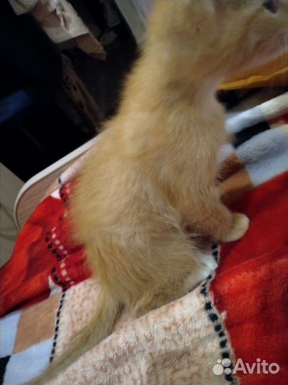 Кошка рыжая чють больше месяца