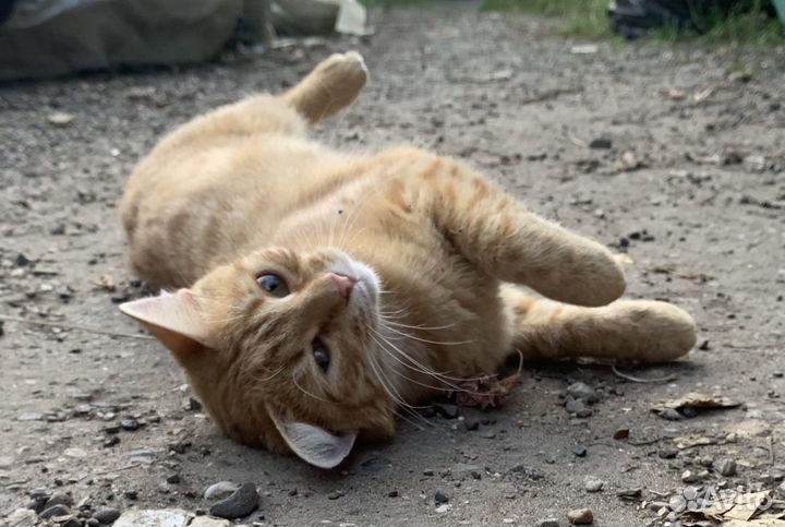 Кошка в дар