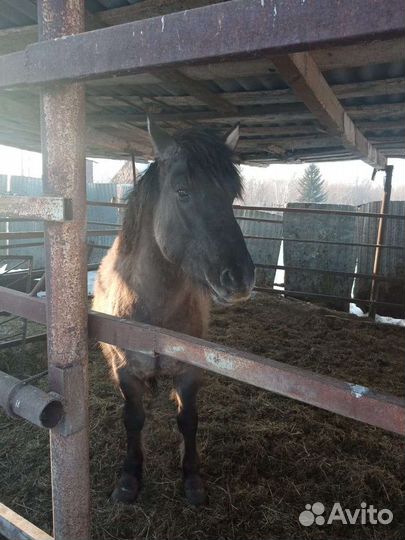 Лошадь жеребец