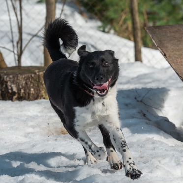 Щенок в добрые руки