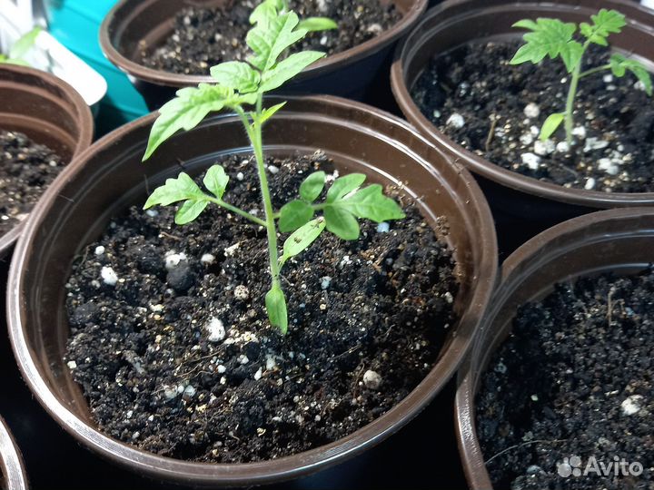Рассада помидор
