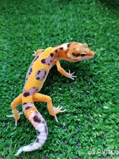 Геккон эублефар