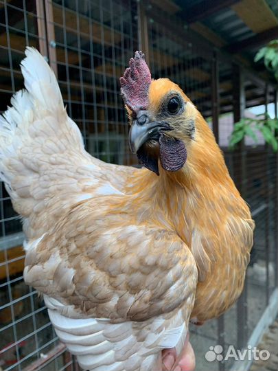 Продам ия лакеданзи, ухейилюй