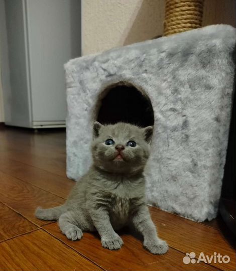 Британская