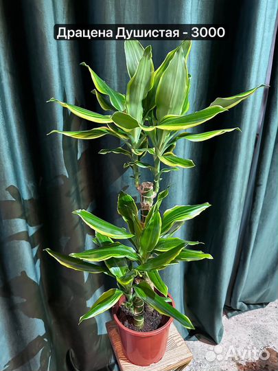 Драцена душистая