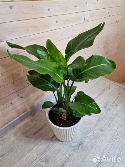 Стрелиция Королевская Николая 3 ствола Н-100см