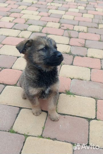 Щенки метисы овчарки