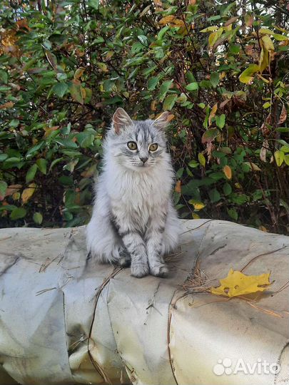 Кошки в добрые руки