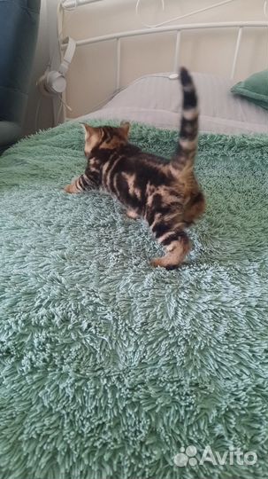 Котик мраморный мальчик