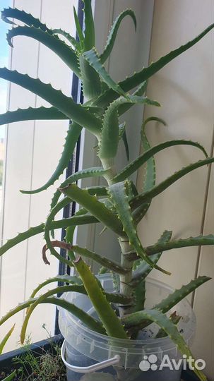 Алоэ,Каланхое