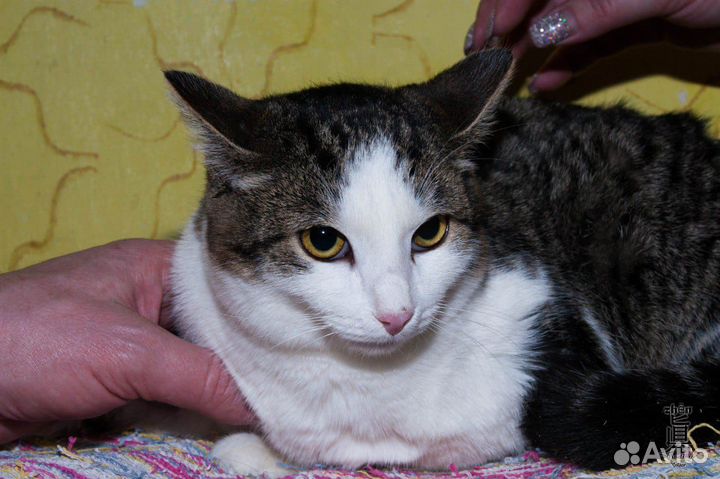 Кот в добрые руки