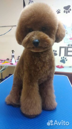 Вязка карликовый пудель