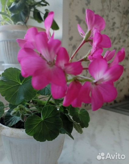 Пеларгония герань