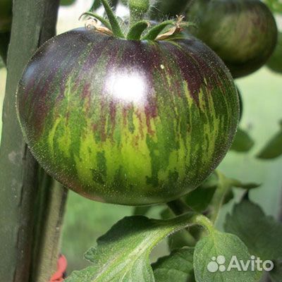 Рассада томатов редких и не очень. Перцы. Мята