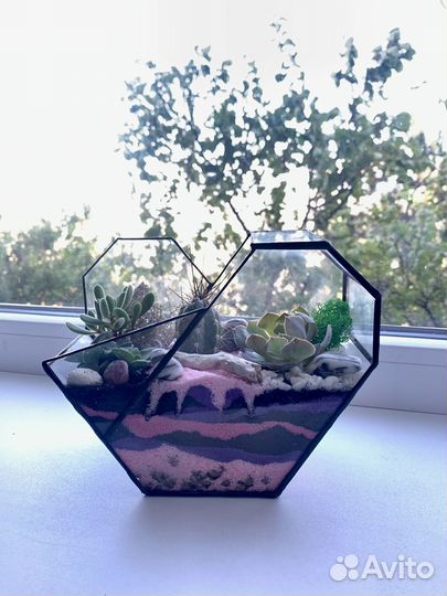 Флорариум суккуленты