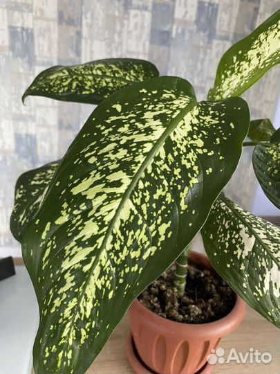 Диффенбахия