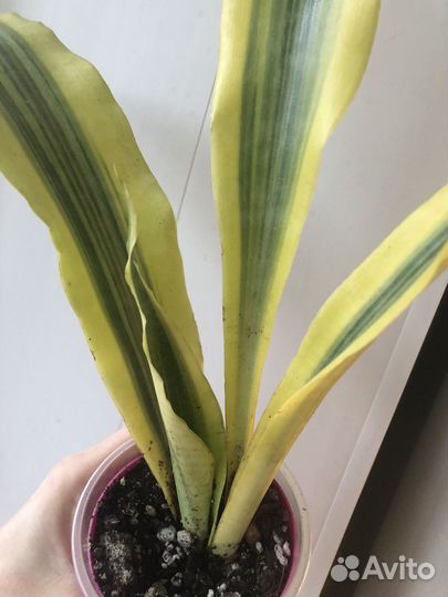 Сансевиерия Йеллоустоун