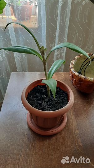 Комнатные цветы