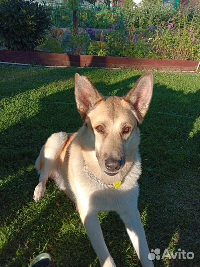 Собака в добрые руки