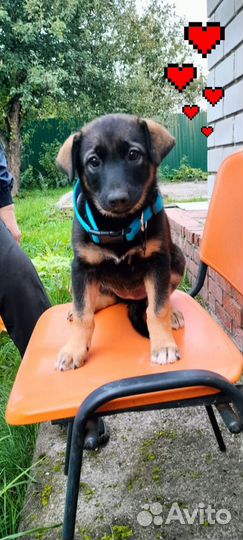 Милый щенок