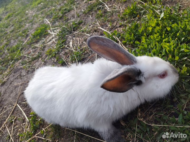 Кролики мясных пород