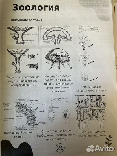 Конспекты ЕГЭ биология