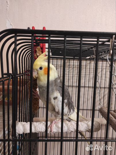 Попугай корелла мальчик птенец(забронирован)