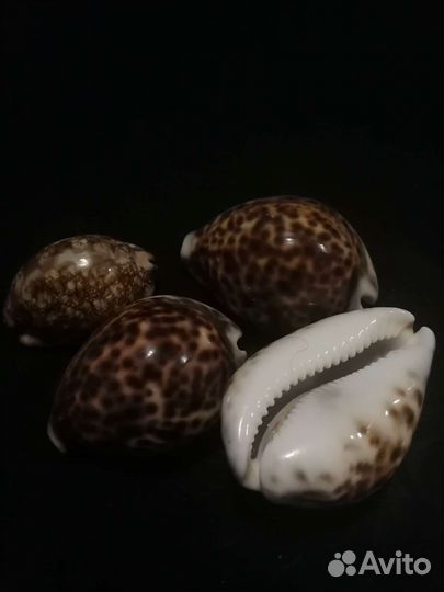 Ракушка для интерьера