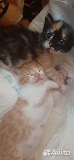 Кошки в добрые руки бесплатно