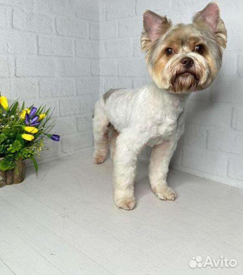 Вязка собак