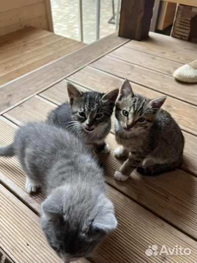 Котята в добрые руки бесплатно