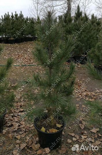 Сибирский кедр экстра класс. Саженцы